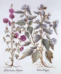 Zwei Malvenarten, aus Hortus Eystettensis, von Basil Besler, 1613